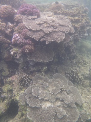 Coral, Mirissa Bay